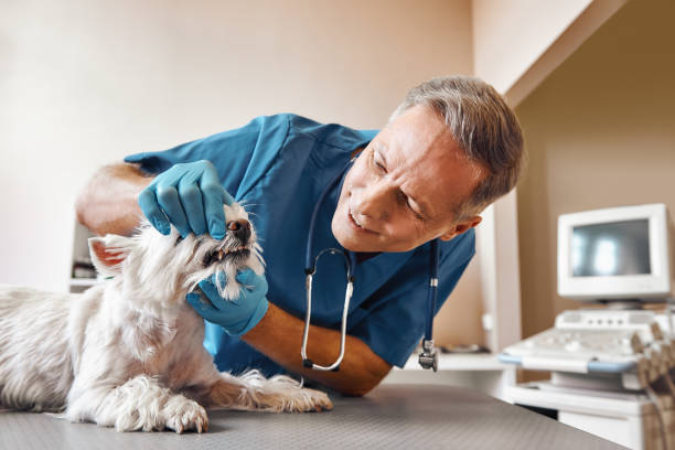  Indian Trail, NC Emergency Dentist Pros